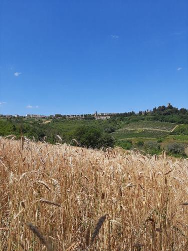 Ribaldaccio 3